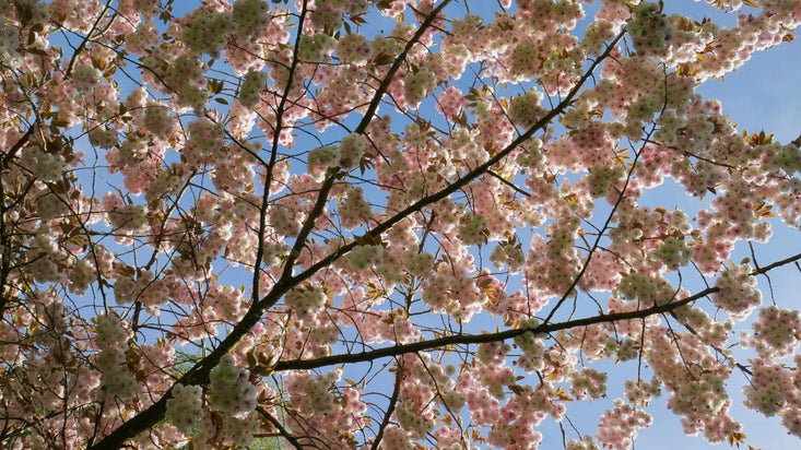 Cherry (Prunus) blossom against a blue sky at Knightshayes, Devon